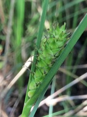 Carex striata