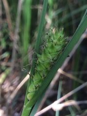 Carex striata
