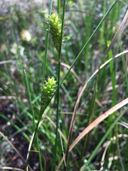 Carex striata