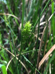 Carex striata