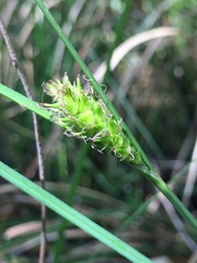 Carex striata