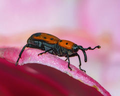 Rhodobaenus quinquepunctatus