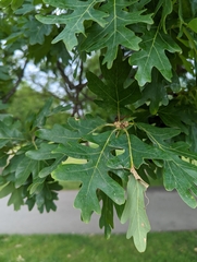 Quercus alba
