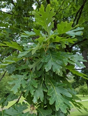 Quercus alba