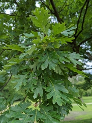 Quercus alba