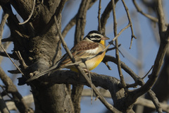 Emberiza flaviventris kalaharica