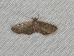 Eupithecia haworthiata