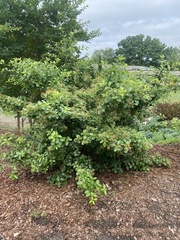 Chionanthus retusus