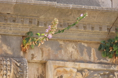 Campanula austroadriatica