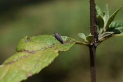 Graphocephala appropinquans