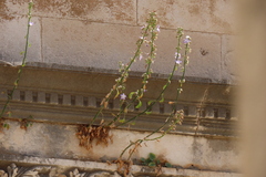 Campanula austroadriatica