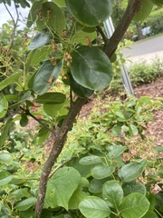Chionanthus retusus