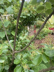 Chionanthus retusus