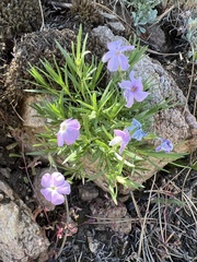 Phlox multiflora