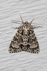 Acronicta fragilis