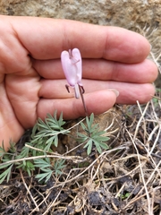 Dicentra pauciflora