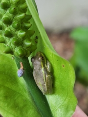 Osteopilus septentrionalis