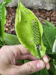 Osteopilus septentrionalis