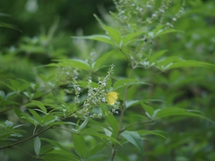 Eurema blanda arsakia