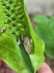 Osteopilus septentrionalis