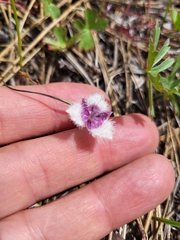 Calochortus elegans nanus