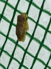 Osteopilus septentrionalis