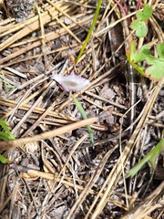Calochortus elegans nanus