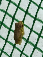 Osteopilus septentrionalis