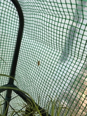 Osteopilus septentrionalis