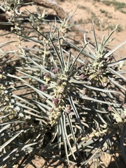 Asclepias brachystephana
