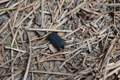Photinus sturmii