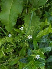 Stellaria aquatica