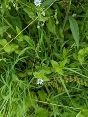 Stellaria aquatica
