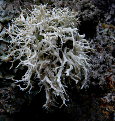 Ramalina scoparia