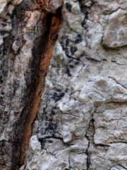 Hysterium angustatum