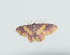 Lophosis labeculata