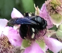 Anthophila