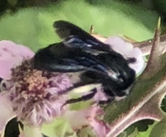 Anthophila
