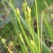 Harper's Bristly-stalked Sedge - Photo (c) Howard Horne, some rights reserved (CC BY-NC), uploaded by Howard Horne