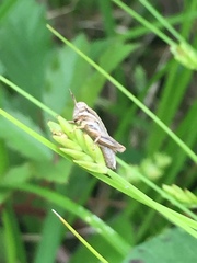 Carex leptalea harperi