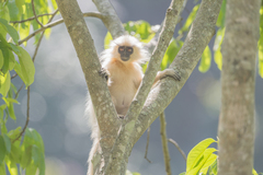 Trachypithecus geei