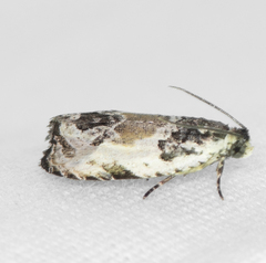 Olethreutes griseoalbana