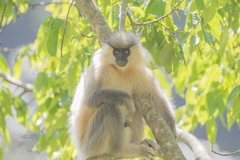 Trachypithecus geei