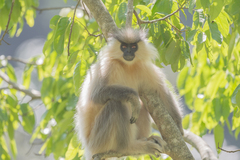 Trachypithecus geei