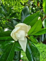 Magnolia grandiflora