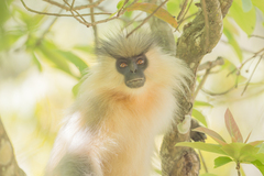 Trachypithecus geei