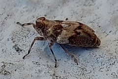 Issus coleoptratus