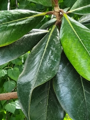 Magnolia grandiflora