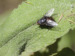 Calliphora splendens
