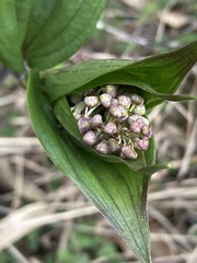 Maianthemum purpureum, photograph author not stated, no rights reserved